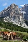 dolomites.via.alta.1.31