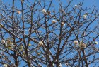 madagascar.baobab.mangoky.17