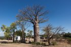 madagascar.baobab.mangoky.19
