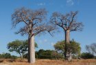 madagascar.baobab.mangoky.2