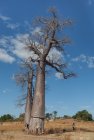 madagascar.baobab.mangoky.3