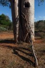 madagascar.baobab.mangoky.35