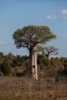 madagascar.baobab.mangoky.36