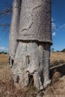 madagascar.baobab.mangoky.4