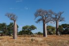 madagascar.baobab.mangoky.5