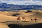 Mongolie : Les derniers caravaniers - Septembre 2024