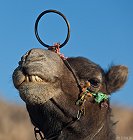 Tchad, retour au Sahara après une courte absence... Février 2012