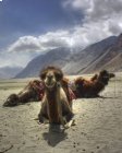 Inde, Ladakh : vallée de la Nubra - Septembre 2014