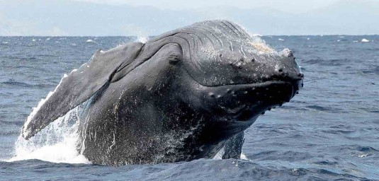 baleine.madagascar