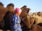 Mongolie, Sud Gobi - Mai - Juin 2016