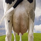 Photographes (et autres), vaches à lait...coup de gueule !