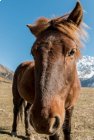 Trek Langtang - Gosainkund - jour 5 -