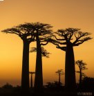Madagascar, allée des Baobabs - incontournable -