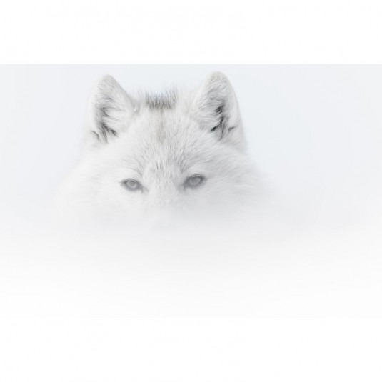 arctique.vincent.munier.1