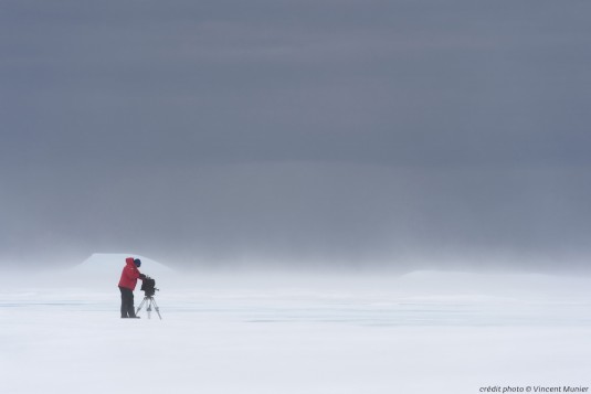 antartica.musa.e.confluence.5