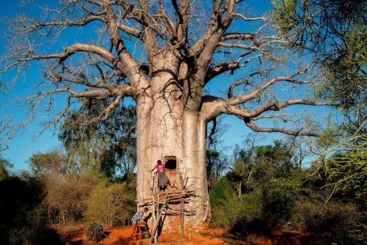 chez.les.creuseurs.de.baobabs.cyrille.cornu.griotte.2