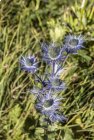 Chardon bleu - Pralognan la Vanoise