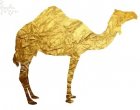World Camel Day - 22 juin