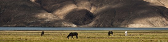 b27/ladakh.changtang.2012.2.jpg