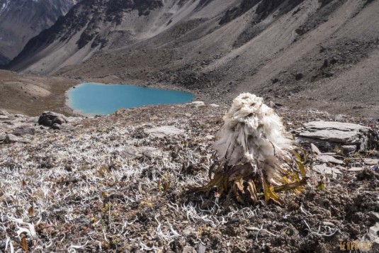 b83/Trek.Saipal.Kailash.Nepal.Tibet.5.jpg