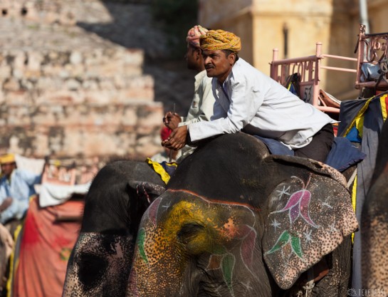 n108/elephant.jaipur.amber.rajasthan.1.jpg