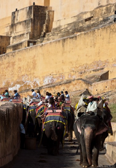 n108/elephant.jaipur.amber.rajasthan.2.jpg