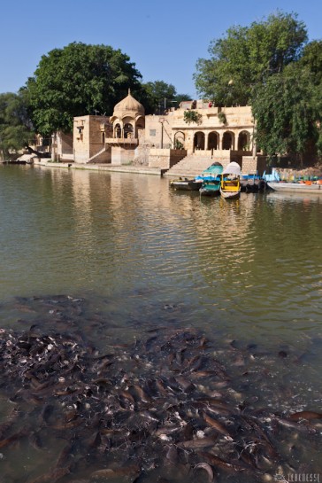 n113/rajasthan.jaisalmer.lac.gadi.sagar.poisson.chat.1.jpg