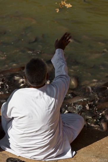 n113/rajasthan.jaisalmer.lac.gadi.sagar.poisson.chat.4.jpg