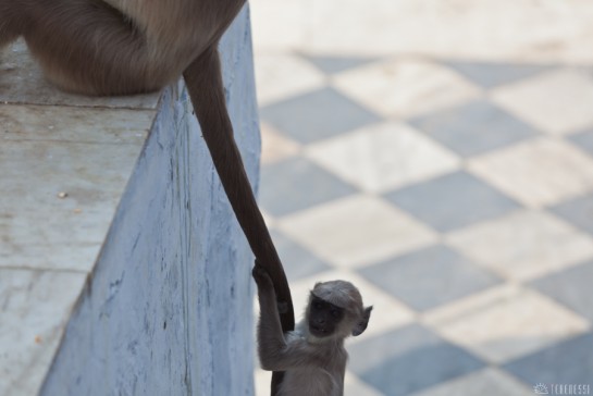 n118/pushkar.rajasthan.6.jpg