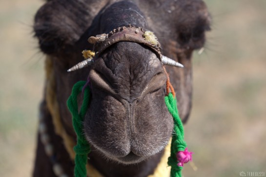 n121/chameau.dromadaire.rajasthan.4.jpg