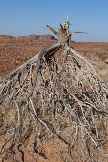 n143/tchad.ennedi.baobab.1.jpg