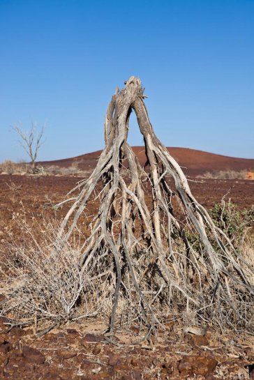 n143/tchad.ennedi.baobab.2.jpg