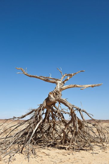 n143/tchad.ennedi.baobab.3.jpg