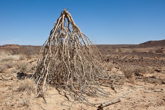 n143/tchad.ennedi.baobab.4.jpg