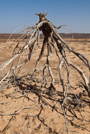 n143/tchad.ennedi.baobab.5.jpg