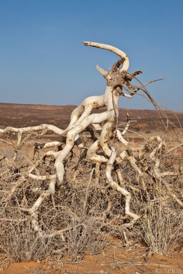 n143/tchad.ennedi.baobab.6.jpg
