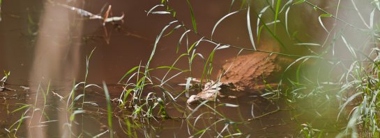 n146/tchad.ennedi.archei.crocodile.1.jpg