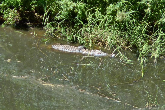 n157/tchad.ennedi.archei.crocodile.5.jpg