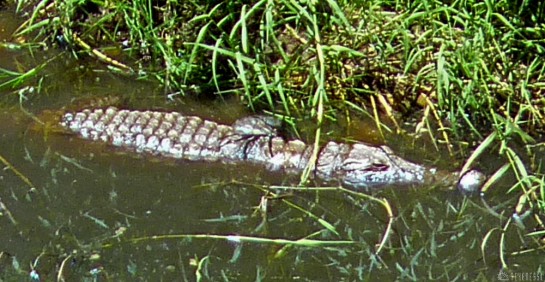 n157/tchad.ennedi.archei.crocodile.6.jpg