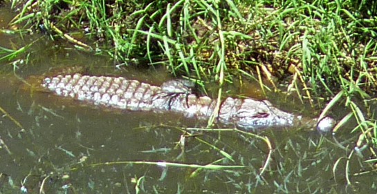 n169/croco.3.jpg