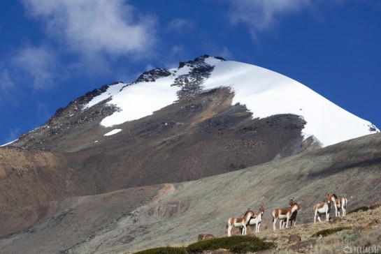 n228/ladakh.rupshu.ribil.la.5.jpg