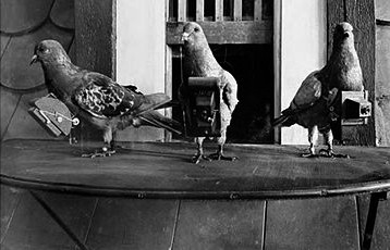 n254/pigeons.jpg