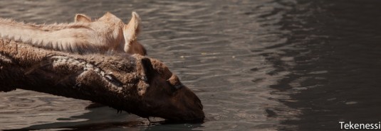 n259/tchad.ennedi.trek.2012.9.jpg