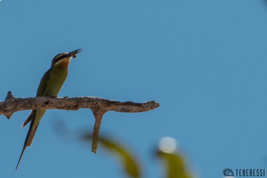 n320/guepier.madagascar.makay.1.jpg