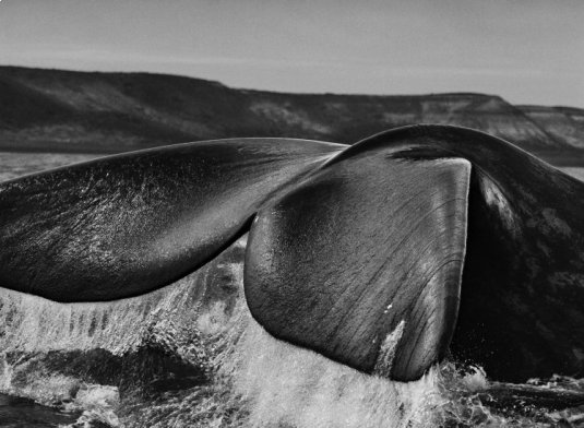 n340/sebastia.o.salgado.genesis.4.jpg