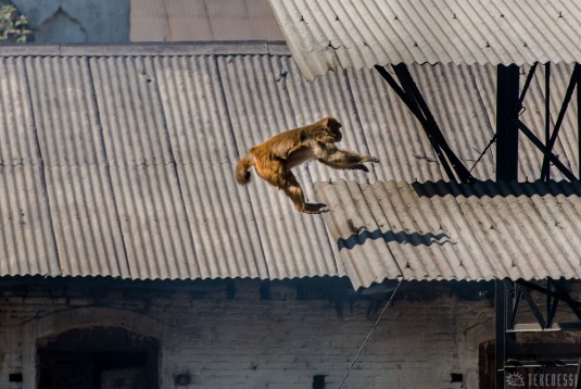 n350/pashupatinath.katmandou.9.jpg