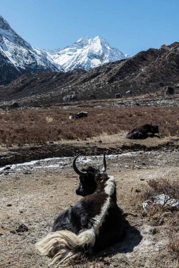 n356/nepal.fromage.yak.nak.7.jpg