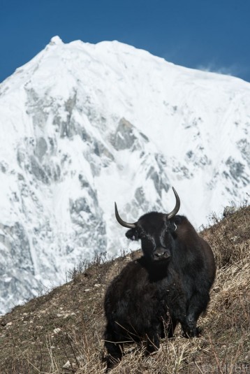 n364/trek.langtang.gosainkund.j5.1.jpg