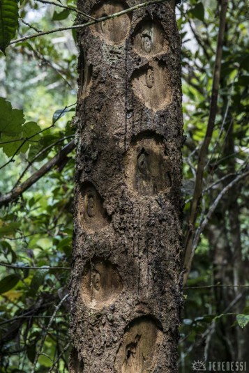 n402/madagascar.la.murien.aye.aye.2.jpg