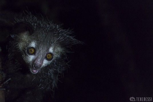 n402/madagascar.la.murien.aye.aye.4.jpg